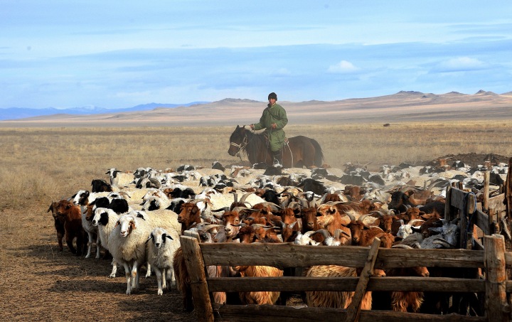 Двое мужчин госпитализированы в Туве с подозрением на сибирскую язву Двое мужчин госпитализированы в Туве с подозрением на сибирскую язву
