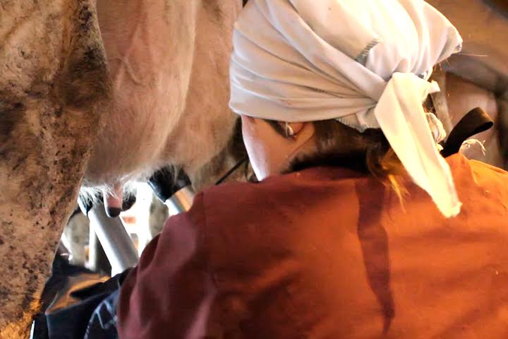 Новосибирская область получит более 200 млн рублей на производство молока