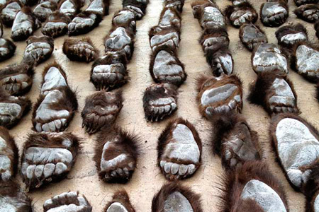 Двум забайкальцам грозит пожизненное заключение в Китае за контрабанду 213 медвежьих лап