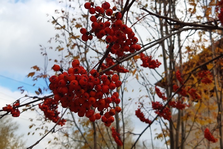 Похолодание до -10 и снег обещают в Новосибирской области