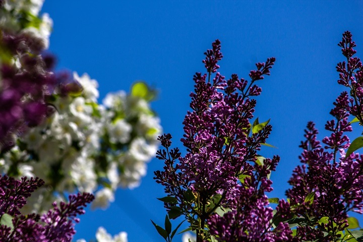 Жару до +26 пообещали новосибирцам Жару до +26 пообещали новосибирцам