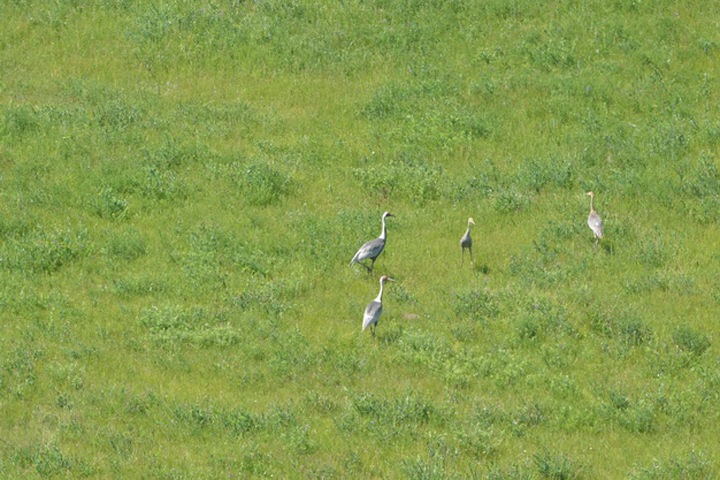 Численность японского журавля в Забайкалье снизилась в 50 раз за 15 лет Численность японского журавля в Забайкалье снизилась в 50 раз за 15 лет