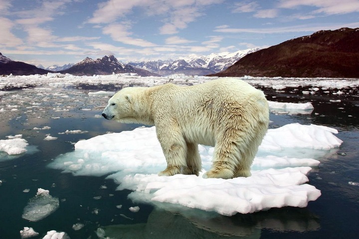 Россияне стали более агрессивными из-за глобального потепления Россияне стали более агрессивными из-за глобального потепления