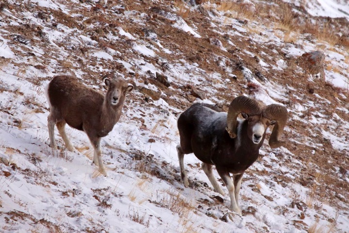 Брачный период затянулся у горных баранов на Алтае из-за теплой осени