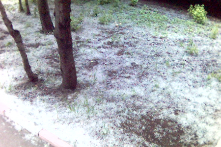 Детсад загорелся из-за тополиного пуха в Новосибирске Детсад загорелся из-за тополиного пуха в Новосибирске