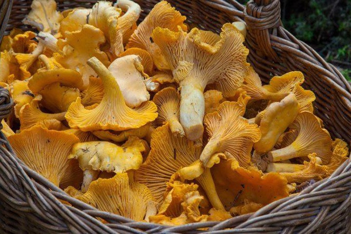 Новосибирские ученые будут бороться с глистами при помощи лисичек