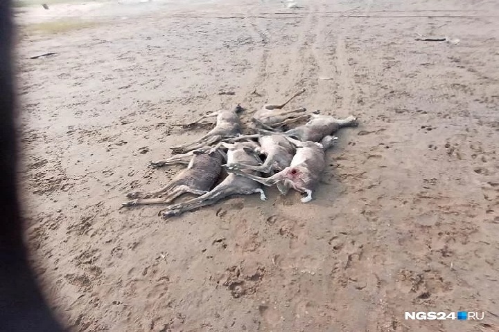 Красноярского инспектора охотнадзора вынуждают уволиться из-за найденных им убитых оленей Красноярского инспектора охотнадзора вынуждают уволиться из-за найденных им убитых оленей