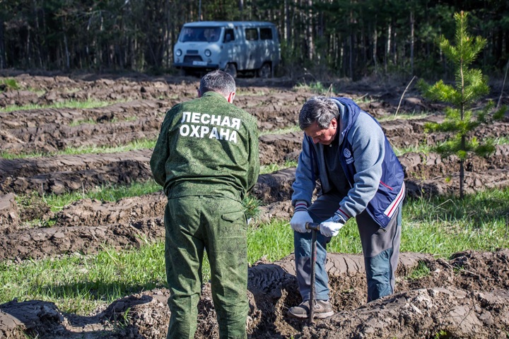 Новосибирские власти предложили штрафовать склады древесины Новосибирские власти предложили штрафовать склады древесины