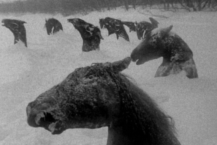 Два десятка вмерзших в реку лошадей достали в Омской области Два десятка вмерзших в реку лошадей достали в Омской области