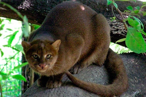 Новосибирский зоопарк поделился с зарубежными коллегами тигрицами и ягуарунди