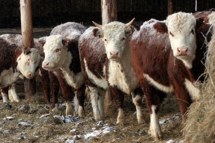 Власть закрывает глаза на рейдерский захват в Ордынском районе Власть закрывает глаза на рейдерский захват в Ордынском районе