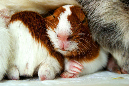 Кузбасский наркоман украл у пенсионерки четырех морских свинок: двух сдал в зоомагазин, двух нечаянно убил Кузбасский наркоман украл у пенсионерки четырех морских свинок: двух сдал в зоомагазин, двух нечаянно убил