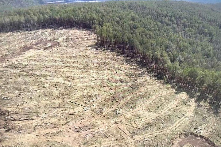 Экс-министр лесного комплекса Иркутской области пойдет под суд за вырубку в заказнике Экс-министр лесного комплекса Иркутской области пойдет под суд за вырубку в заказнике