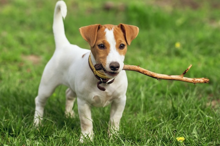 Джек-Рассел терьер. Дрессировка и питание