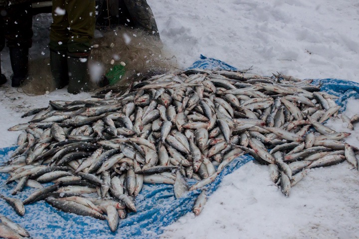 Исчезновение омуля: браконьеры или нерпа? 