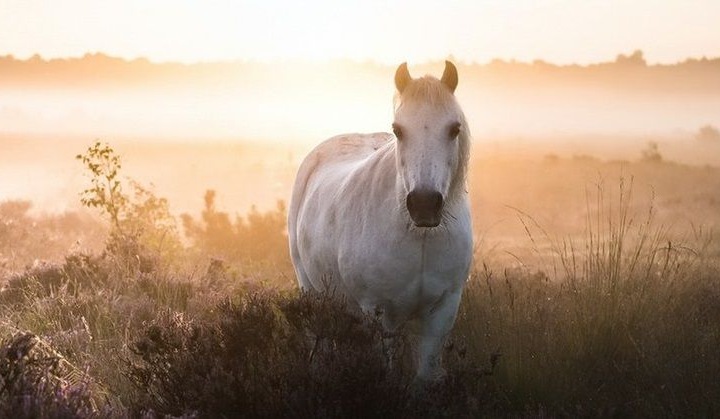 Конный магазин «Золотая грива»