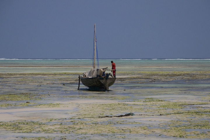 Новосибирцев отправят на Занзибар