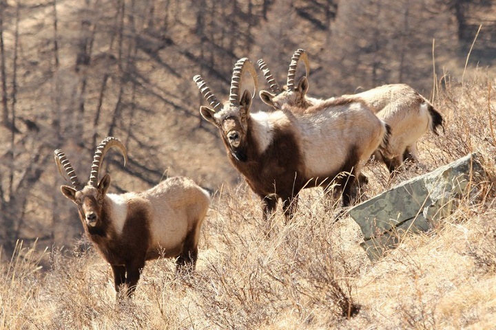 Лабораторию для экспертизы случаев браконьерства откроют на Алтае Лабораторию для экспертизы случаев браконьерства откроют на Алтае
