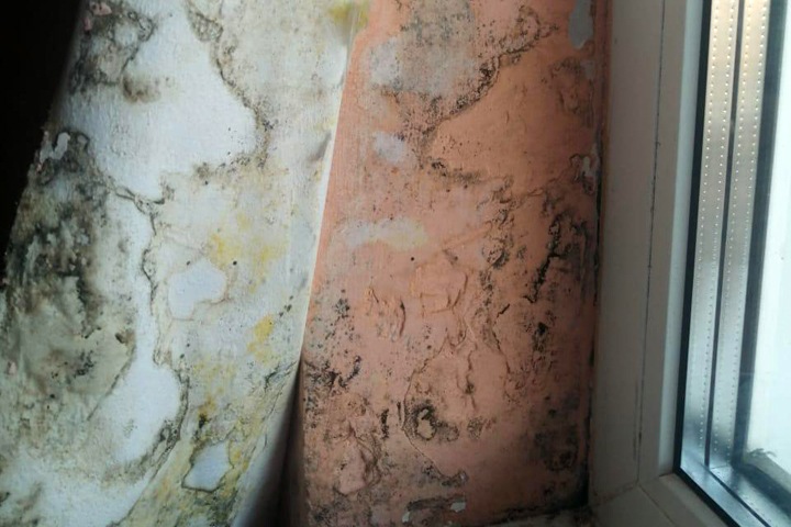 Жилье с плесенью предоставили сироте в Республике Алтай