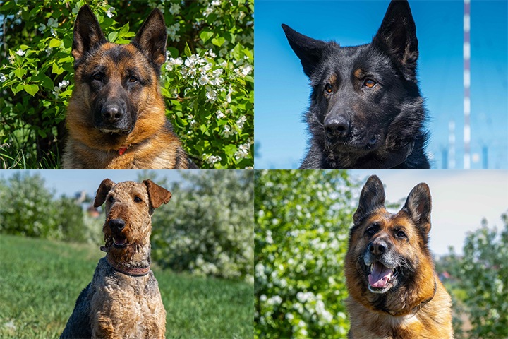 Омская полиция объявила конкурс на самую симпатичную собаку кинологического центра