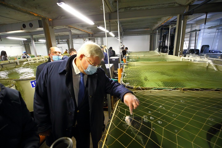 Владеющий фирмой по переработке рыбы томский губернатор похвалился квотами на вылов осетра Владеющий фирмой по переработке рыбы томский губернатор похвалился квотами на вылов осетра