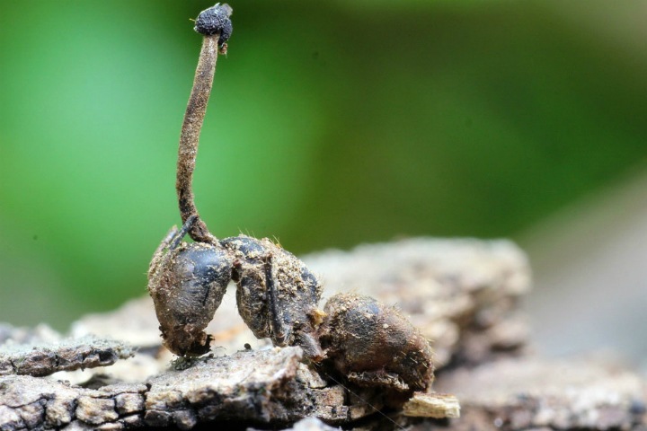 Ученые изучили насекомых-зомби в Приморье. Это поможет аграриям бороться с вредителями