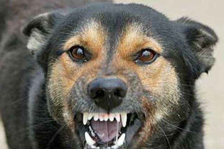 Прокуратура занялась проблемой бродячих собак в Рубцовске