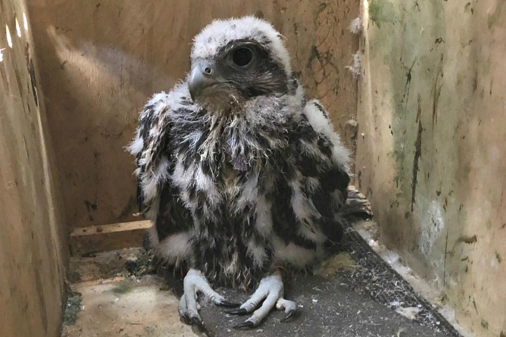 Птенцов редкого сокола балобана привезли в Сибирь. Они будут жить в приемных семьях Птенцов редкого сокола балобана привезли в Сибирь. Они будут жить в приемных семьях