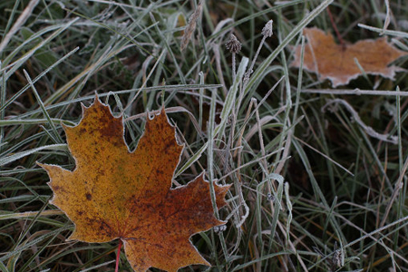 Заморозки до −3°C ожидаются в Новосибирской области Заморозки до −3°C ожидаются в Новосибирской области