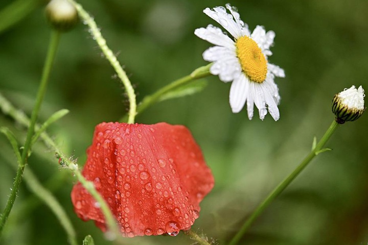 Дожди и грозы обещают синоптики новосибирцам