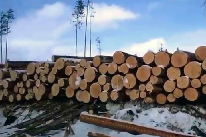 Томичей обвинили в контрабанде леса в Узбекистан на 400 млн