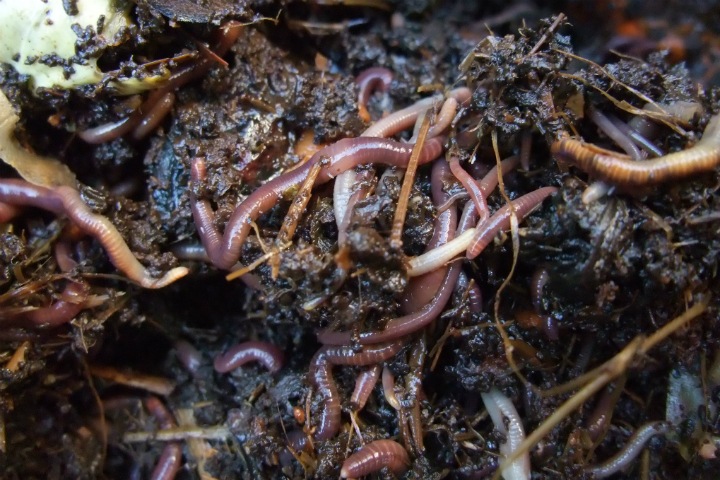 Ученые впервые составили карту биоразнообразия дождевых червей Ученые впервые составили карту биоразнообразия дождевых червей