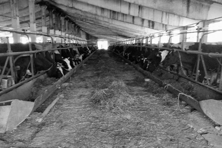 Национальные особенности сельского хозяйства