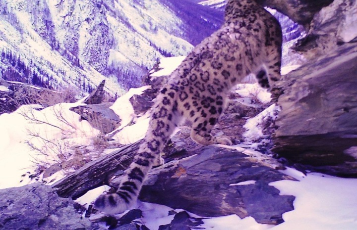Фильм о снежном барсе сняли на Алтае