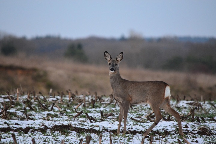 Знатков задержан за незаконную охоту под Новосибирском Знатков задержан за незаконную охоту под Новосибирском