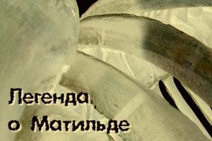 Тайга.инфо сняла документальный фильм о новосибирском мамонте