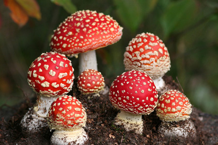 Иркутские полицейские обнаружили нарколабораторию с парником для галлюциногенных грибов, патроны и яд Иркутские полицейские обнаружили нарколабораторию с парником для галлюциногенных грибов, патроны и яд