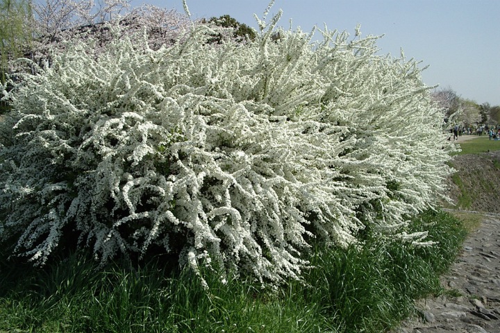 Сибирские ученые нашли противовирусные свойства у городского кустарника Сибирские ученые нашли противовирусные свойства у городского кустарника