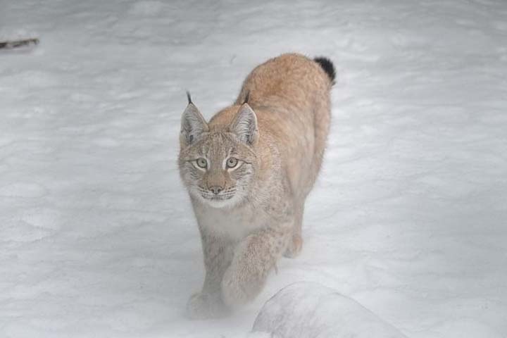 Росгвардия мешком поймала рысь в Улан-Удэ