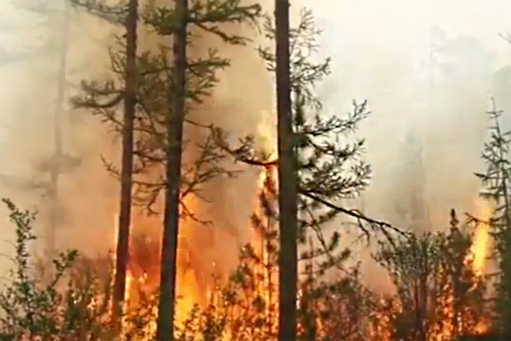 Леонардо Ди Каприо обратил внимание на природные пожары в Сибири