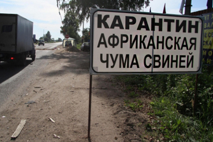 Режим ЧС введен в двух районах Омской области из-за африканской чумы свиней