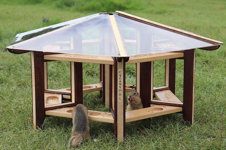 Кафе для сусликов открылось в Красноярске. Фото Кафе для сусликов открылось в Красноярске. Фото