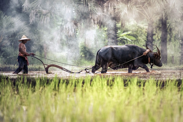 Российские инженеры создали ударопрочный бетон из рисовый шелухи