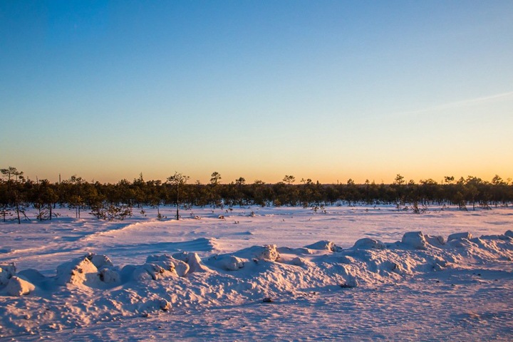 Васюганскими болотами будут управлять из офиса Васюганскими болотами будут управлять из офиса