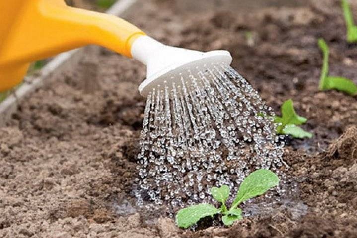 Как часто поливать редиску