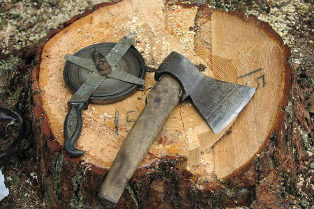 Новосибирские власти заявили о сокращении незаконных вырубок Новосибирские власти заявили о сокращении незаконных вырубок