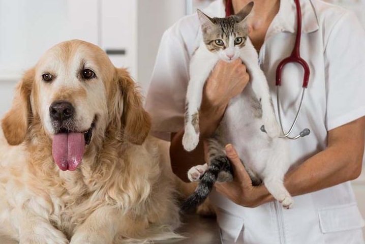 Как выбрать качественное лечение для своего питомца?