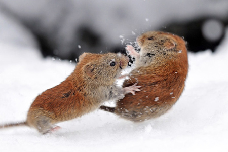 Сибирские ученые: Агрессия приводит к изменениям в структуре мозга и психозу Сибирские ученые: Агрессия приводит к изменениям в структуре мозга и психозу