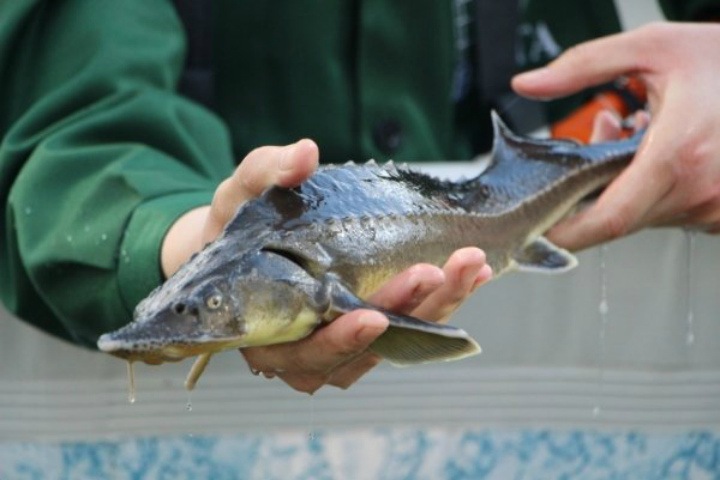 Краснокнижную рыбу почти на 6 млн рублей обнаружили на теплоходе в Енисее Краснокнижную рыбу почти на 6 млн рублей обнаружили на теплоходе в Енисее