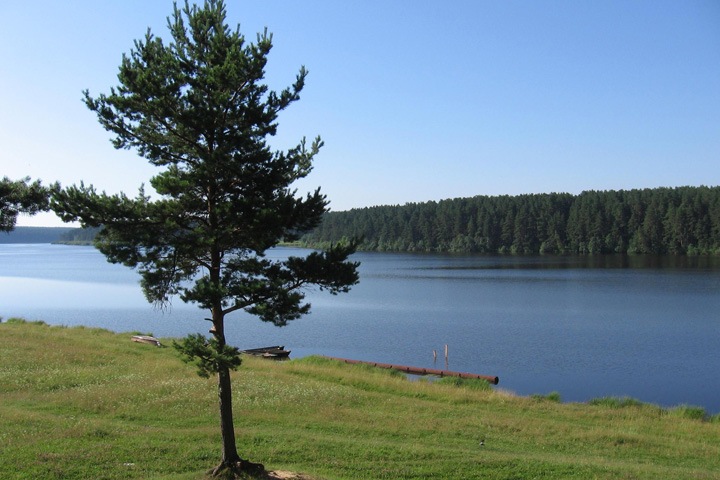 Мужчину в Алтайском крае осудили за рубку одной сосны Мужчину в Алтайском крае осудили за рубку одной сосны